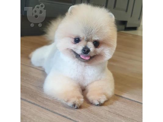 Pomeranian puppies available